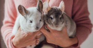 Chinchillas - 6 Soft, Affectionate, And Small Pets Perfect For Cuddling