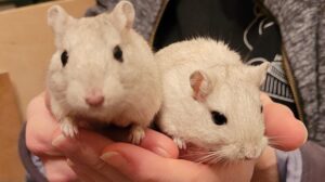 Gerbils - 6 Soft, Affectionate, And Small Pets Perfect For Cuddling