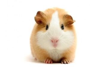 Guinea pig - 6 Soft, Affectionate, And Small Pets Perfect For Cuddling