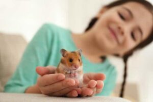 Hamster - 6 Soft, Affectionate, And Small Pets Perfect For Cuddling