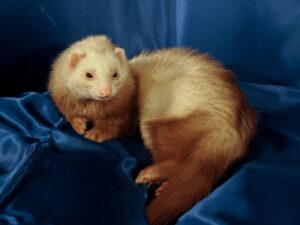 ferrets: 6 Small pets that are soft ,affectionate and perfect for cuddling