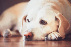 how to deworm a dog at home naturally