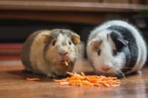 Guinea Pig - top 10 easiest pets to take care of