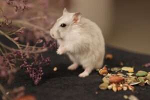 Hamster - top 10 easiest pets to take care of