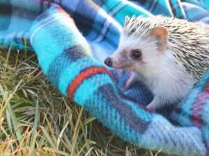 Hedgehogs - top 10 easiest pets to take care of