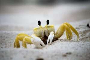 Hermit Crabs - top 10 easiest pets to take care of