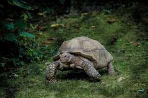 Tortoise - top 10 easiest pets to take care of