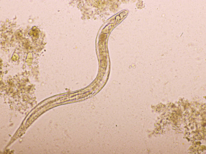 How Do Dogs Get Heartworms. What are Heartworm Parasites