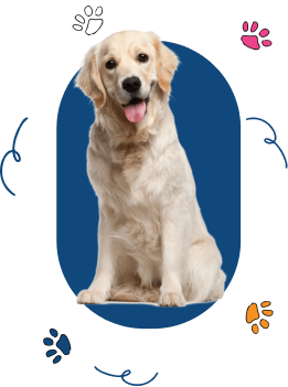 Mobile Dog Grooming Services in Dubai – Treat Your Pet with Care