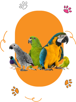 Bird Grooming Services | Best Bird Care Company In Dubai