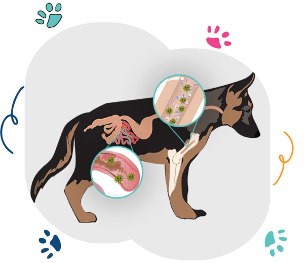 What is Parvovirus -12 Symptoms of Parvovirus in Dogs 2