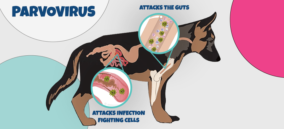 What is Parvovirus -12 Symptoms of Parvovirus in Dogs , parvovirus symptom in dogs- How do dogs get Parvo?