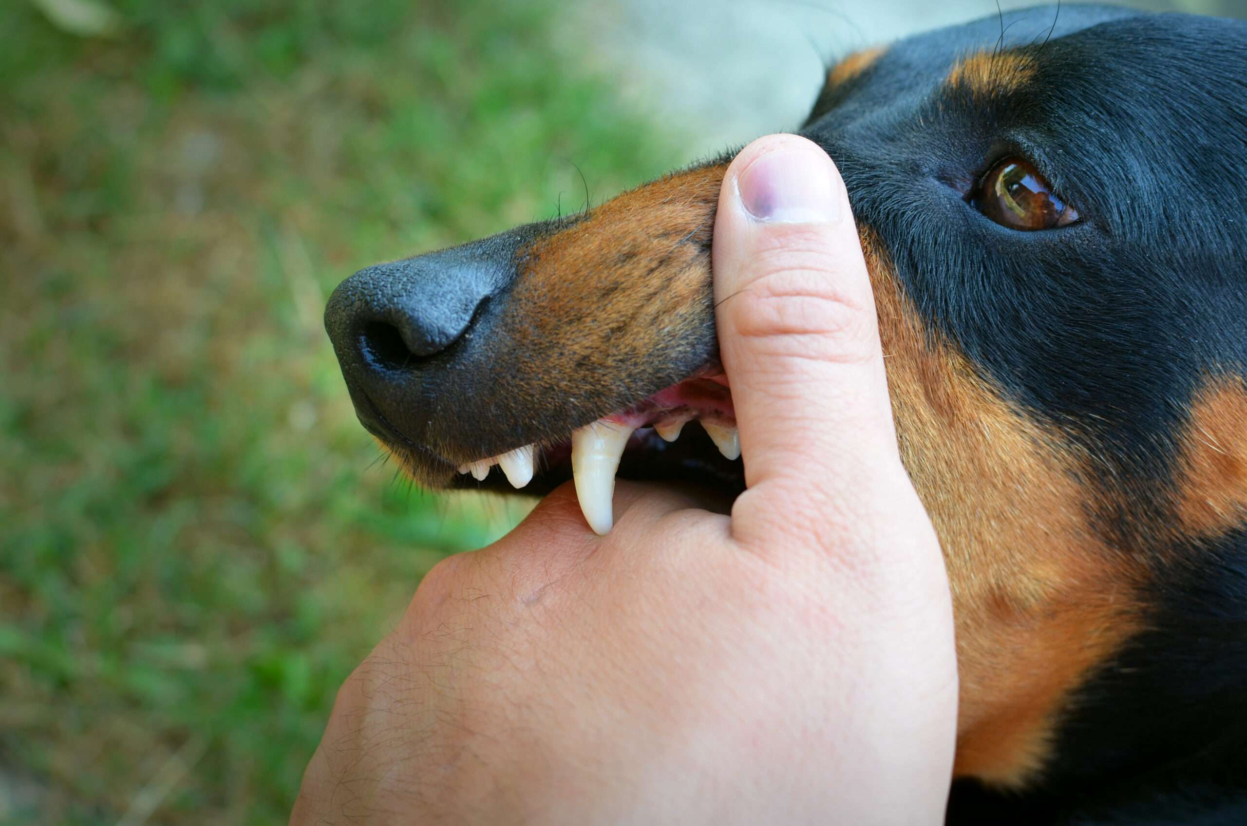 What is rabies virus and how do animals get rabies?